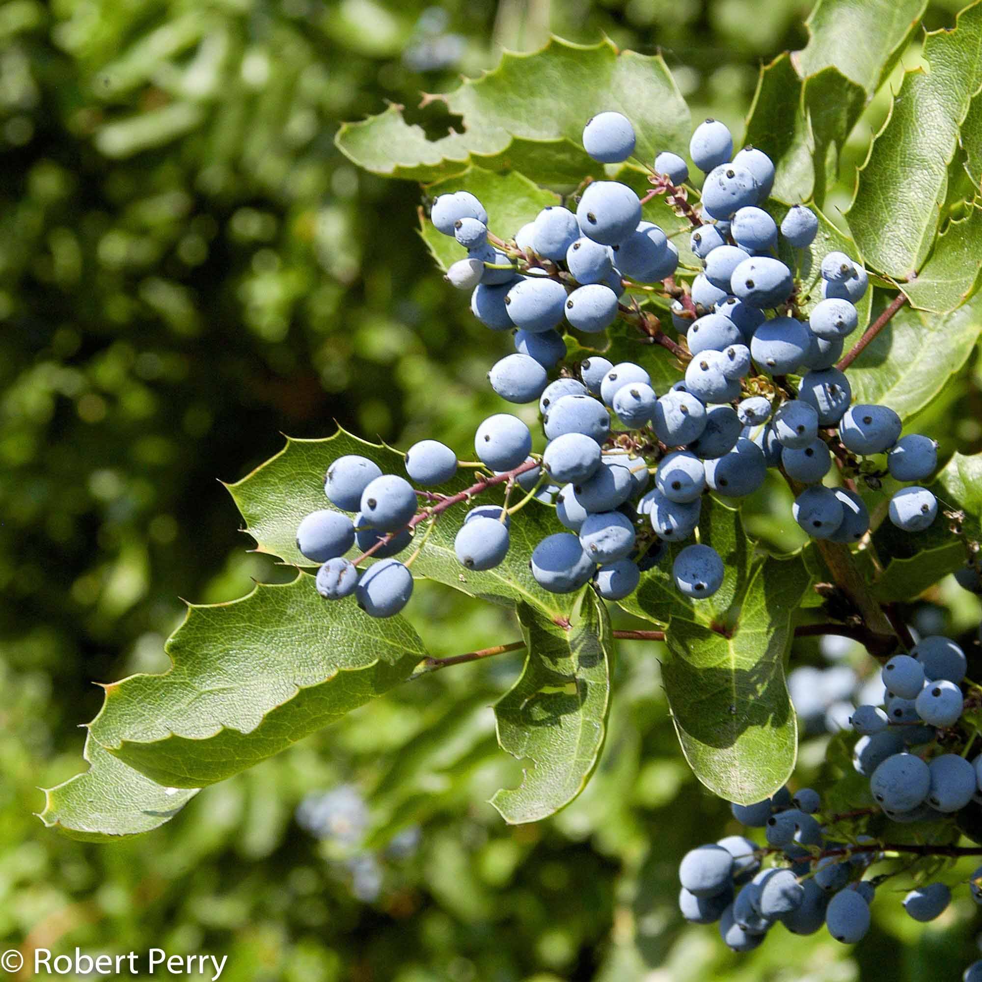 Golden Abundance Barberry - Waterwise Garden Planner