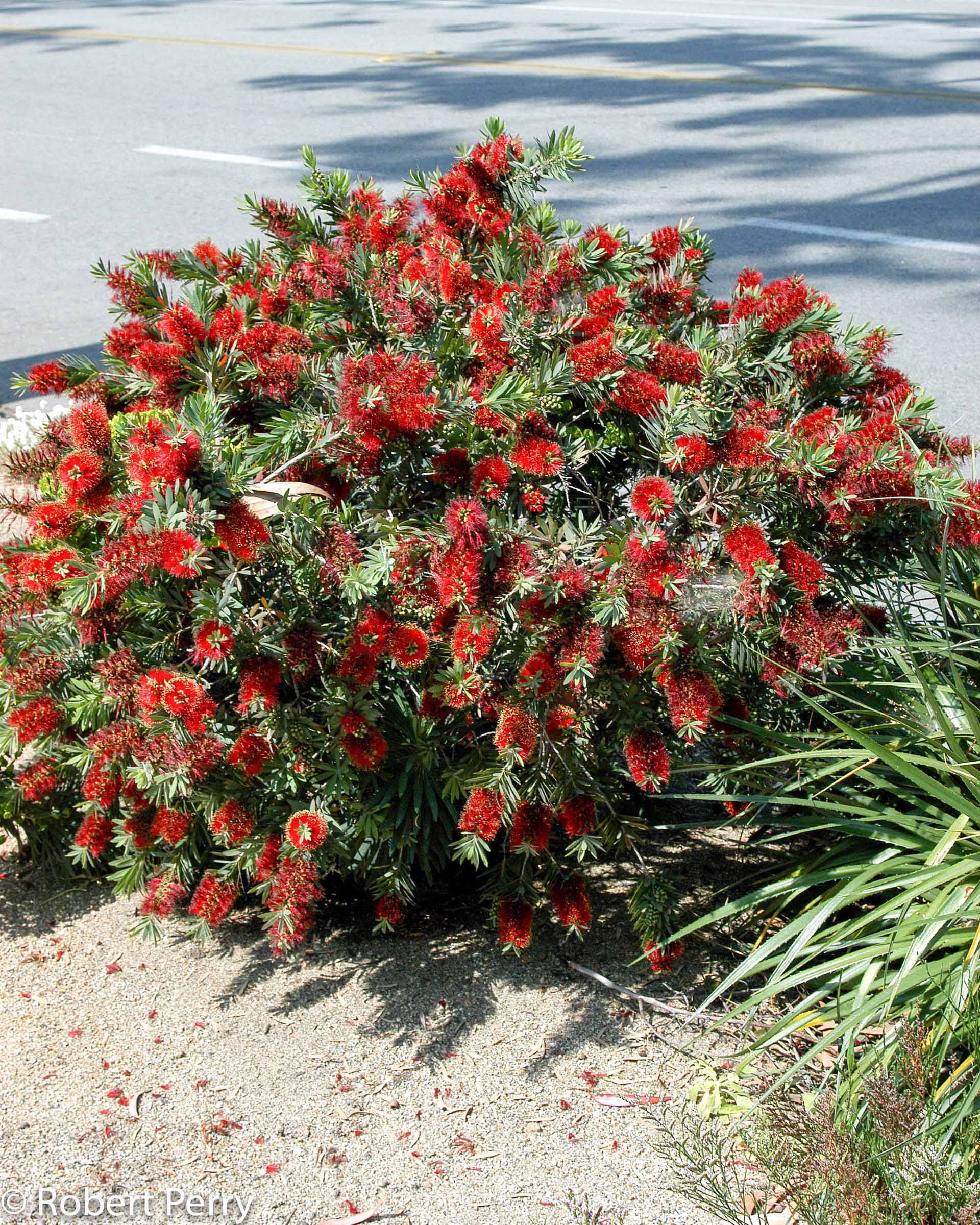 Watering Bottlebrush