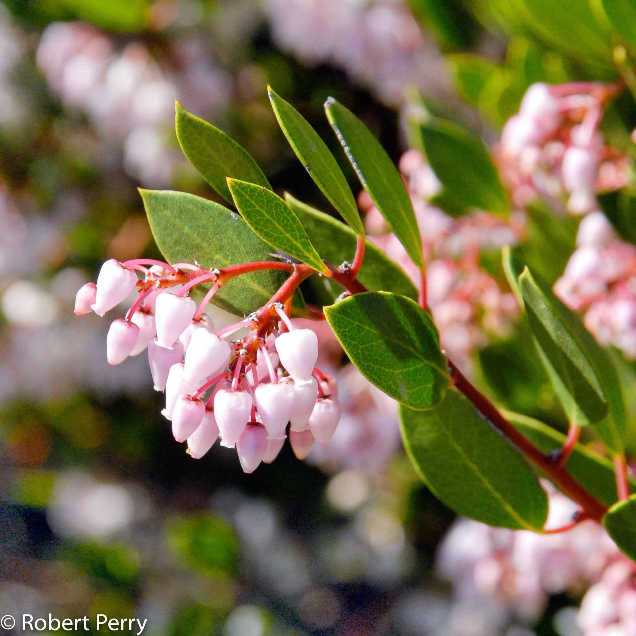 Howard McMinn Manzanita