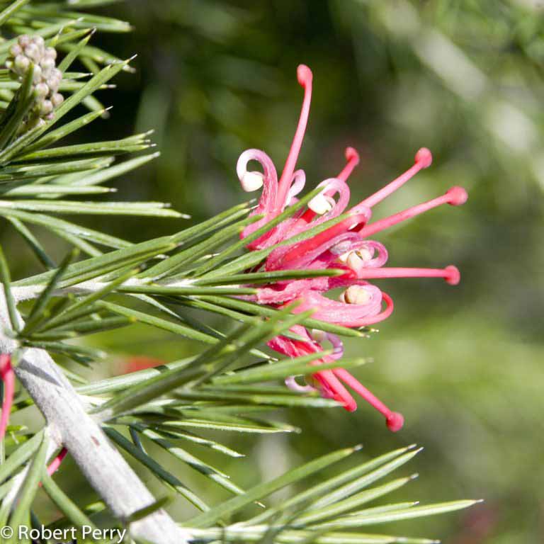 Noell's Grevillea Waterwise Garden Planner
