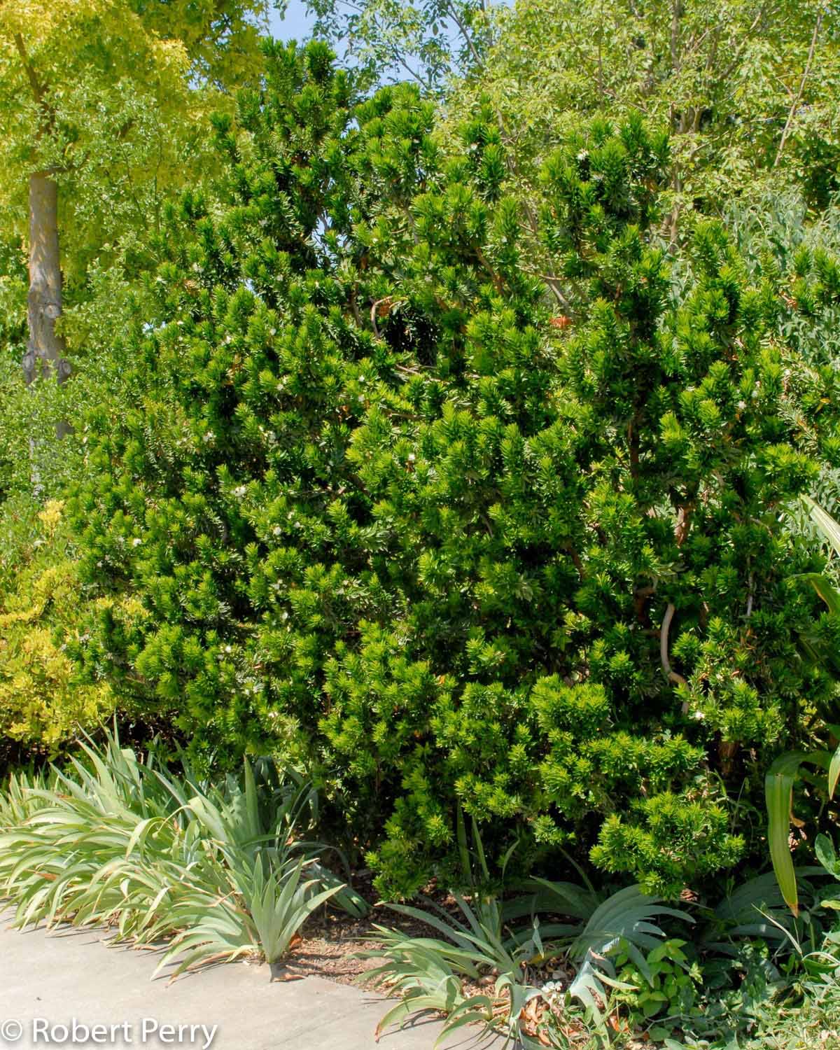 myrtus communis hedge