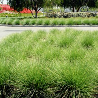 Atlas fescue - Waterwise Garden Planner