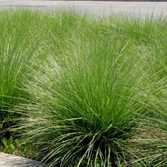 Atlas fescue - Waterwise Garden Planner