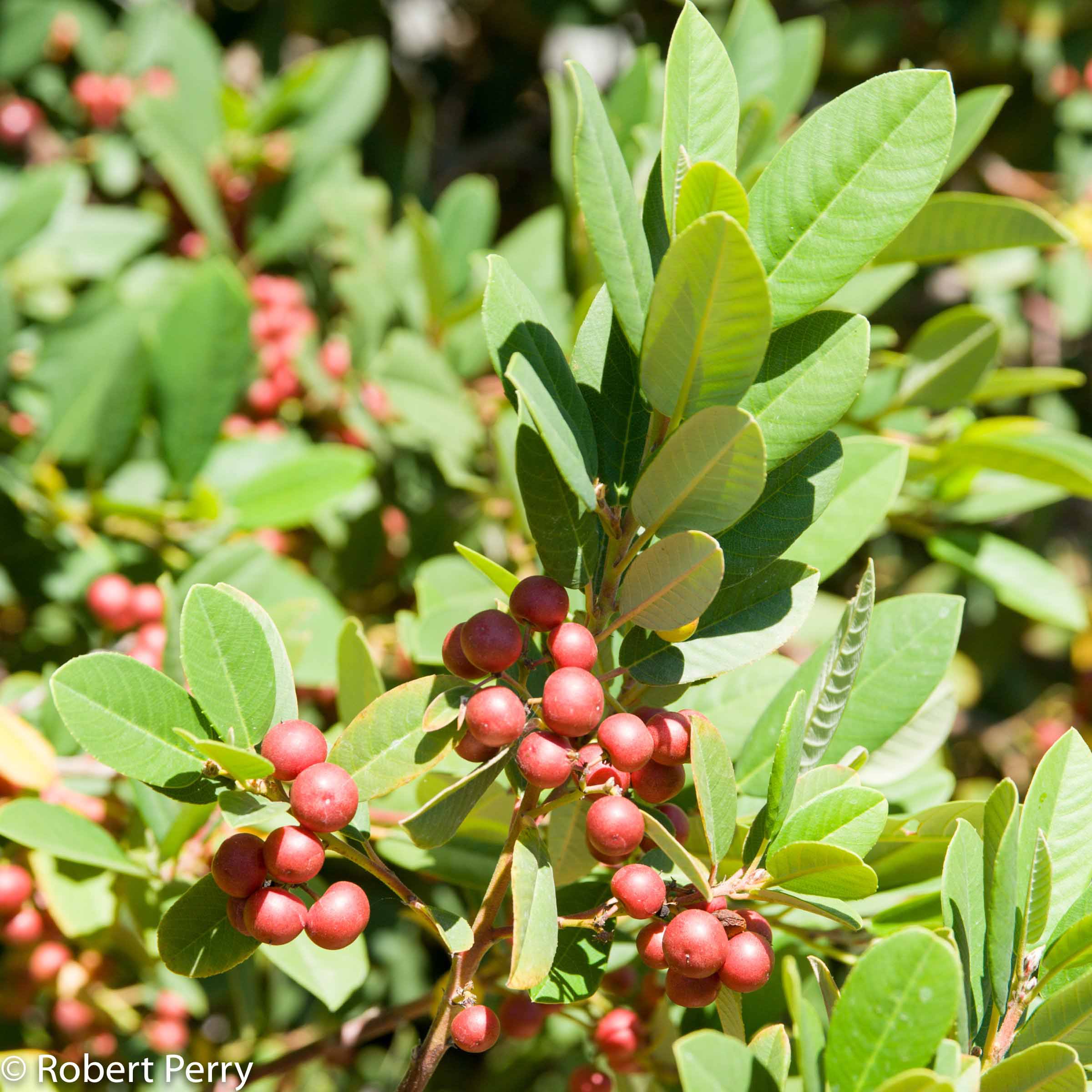 California coffeeberry