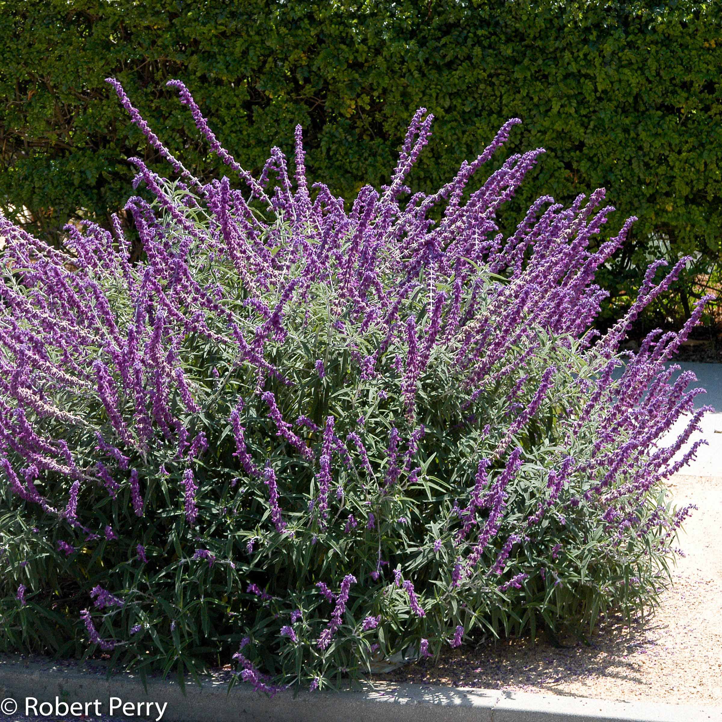thumbnail image 2 of Mexican Sage Plant – Purple & White Flowering Bush, Attracts Hummingbirds & Butterflies – Live Starter Plant 2 of 4