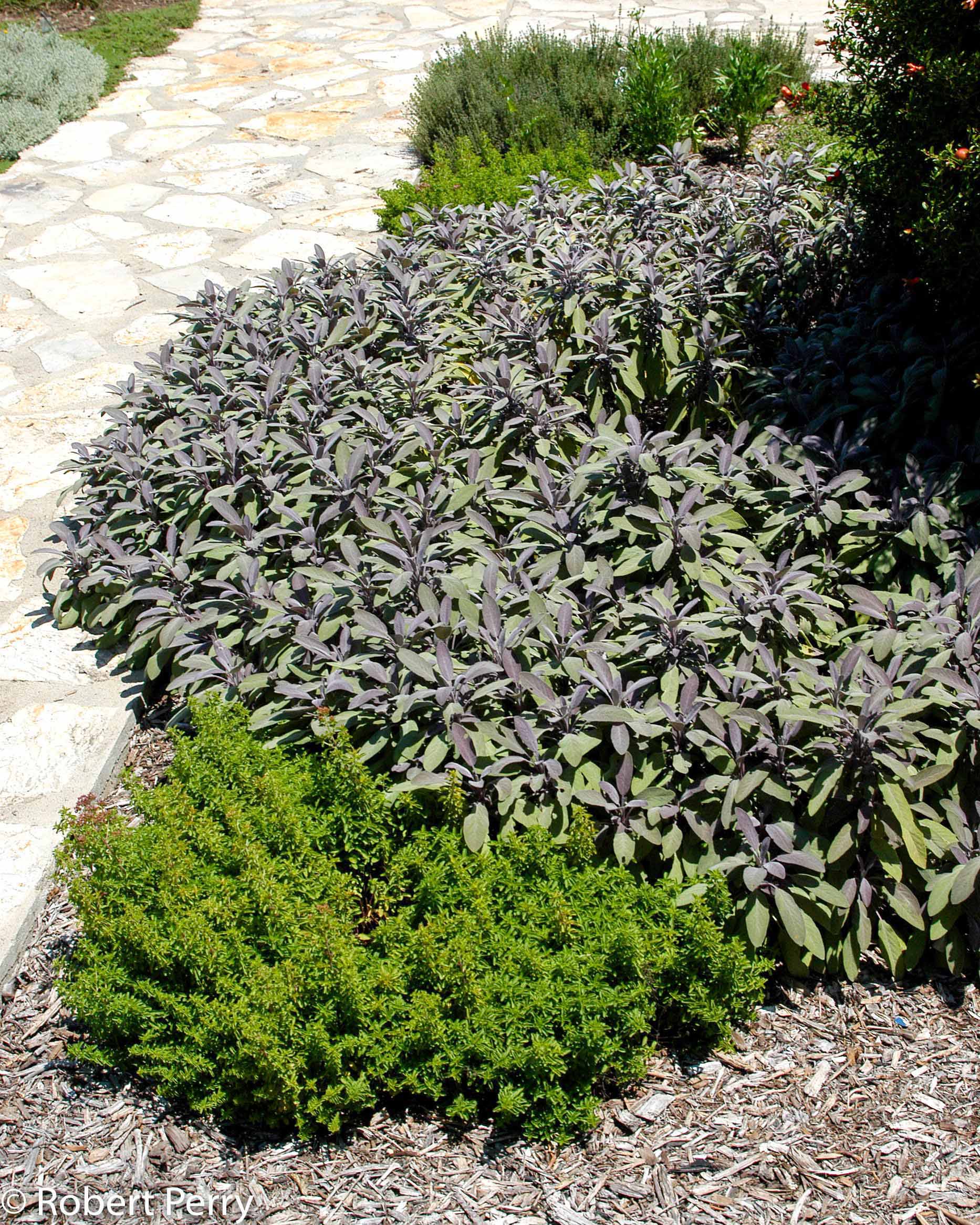 Garden sage - Salvia officinalis, Plants