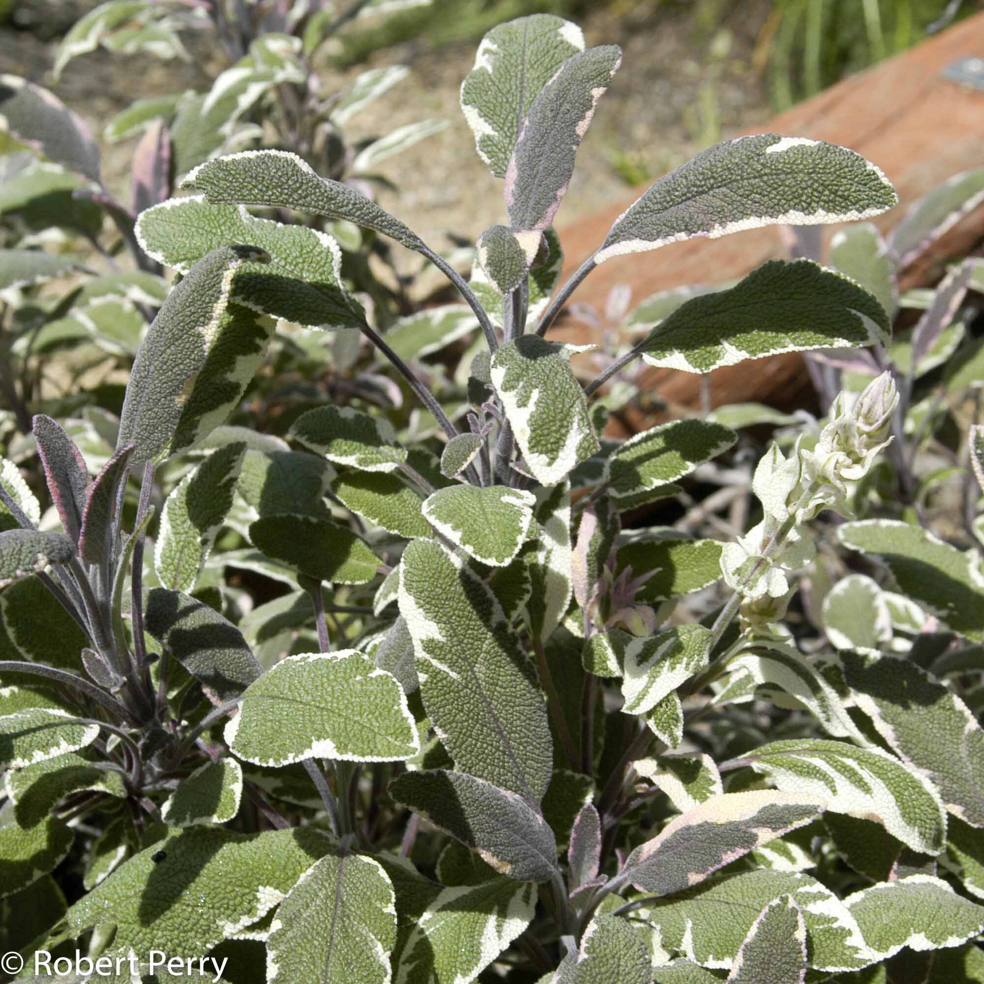 Salvia officinalis 'Tricolor' осенью