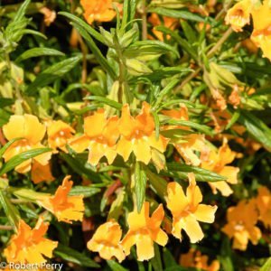 Sticky monkey flower - Waterwise Garden Planner