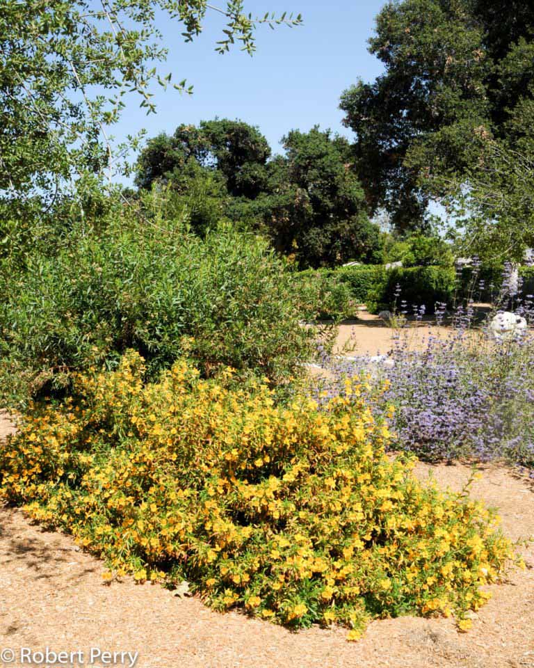 Sticky monkey flower Waterwise Garden Planner