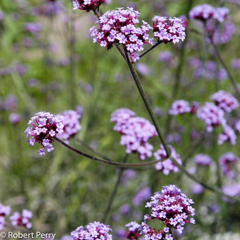 Purpletop vervain - Waterwise Garden Planner