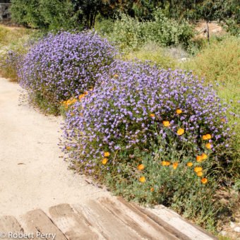 Lilac verbena - Waterwise Garden Planner