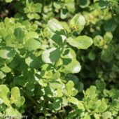 Pigeon Point Coyote brush - Waterwise Garden Planner