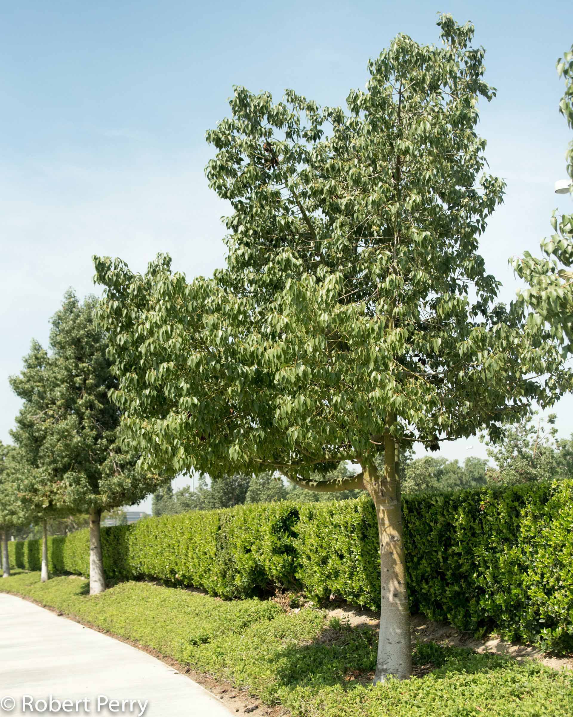 Bottle Tree, Queensland Bottle Trees - Designer Trees Australia