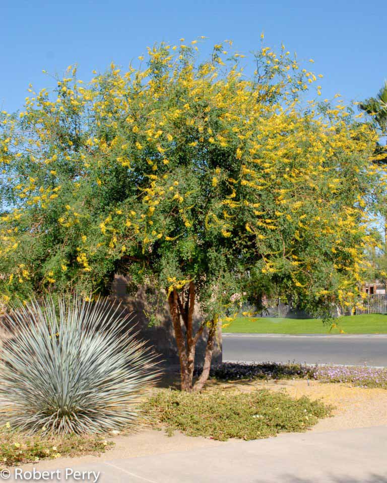 Cascalote - Waterwise Garden Planner