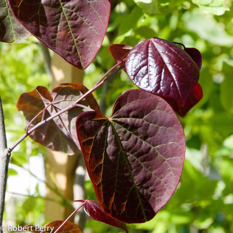 Purple-leaved eastern redbud - Waterwise Garden Planner