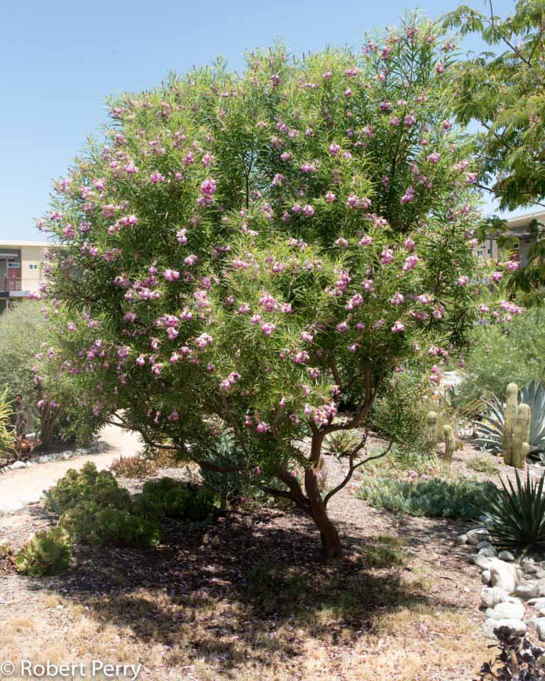 Desert willow + cvs - Waterwise Garden Planner