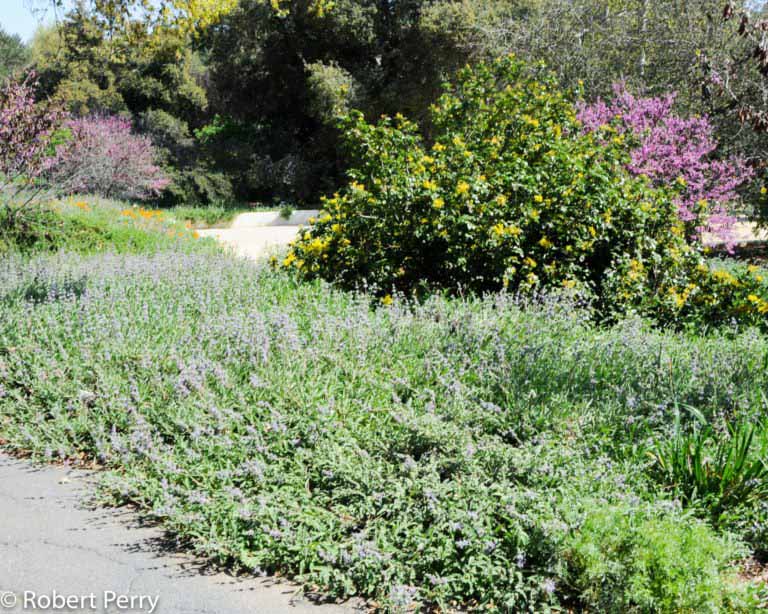 Mrs. Beard sage - Waterwise Garden Planner