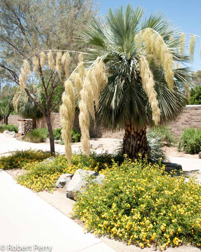 thumbnail image 2 of Brahea Armata (Blue Hesper Palm) Seeds - Very Cold Hardy, Exotic Blue-Grey Foliage 2 of 6