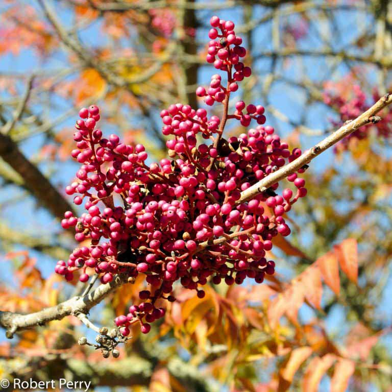 Chinese pistache - Waterwise Garden Planner