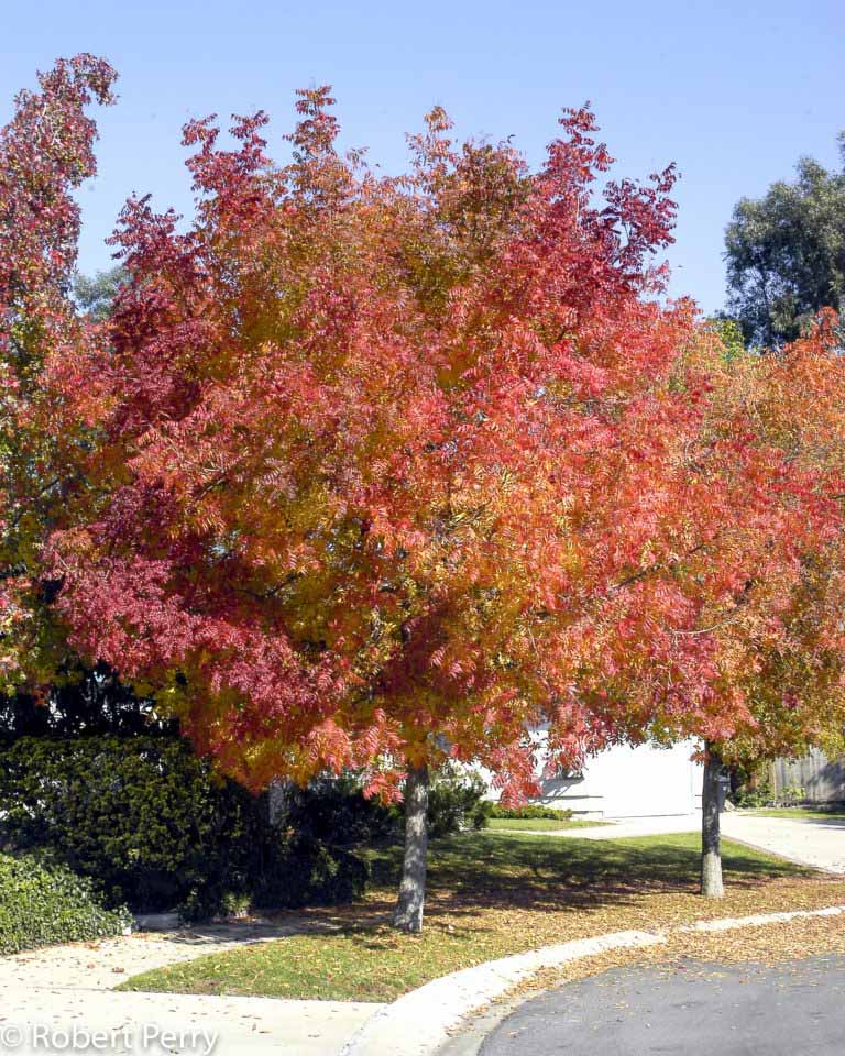 Chinese pistache - Waterwise Garden Planner