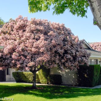 Majestic Beauty Indian hawthorn - Waterwise Garden Planner