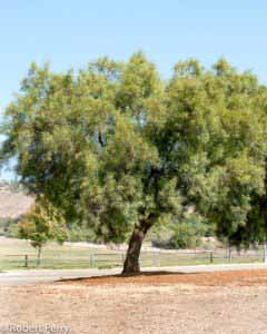 African sumac - Waterwise Garden Planner