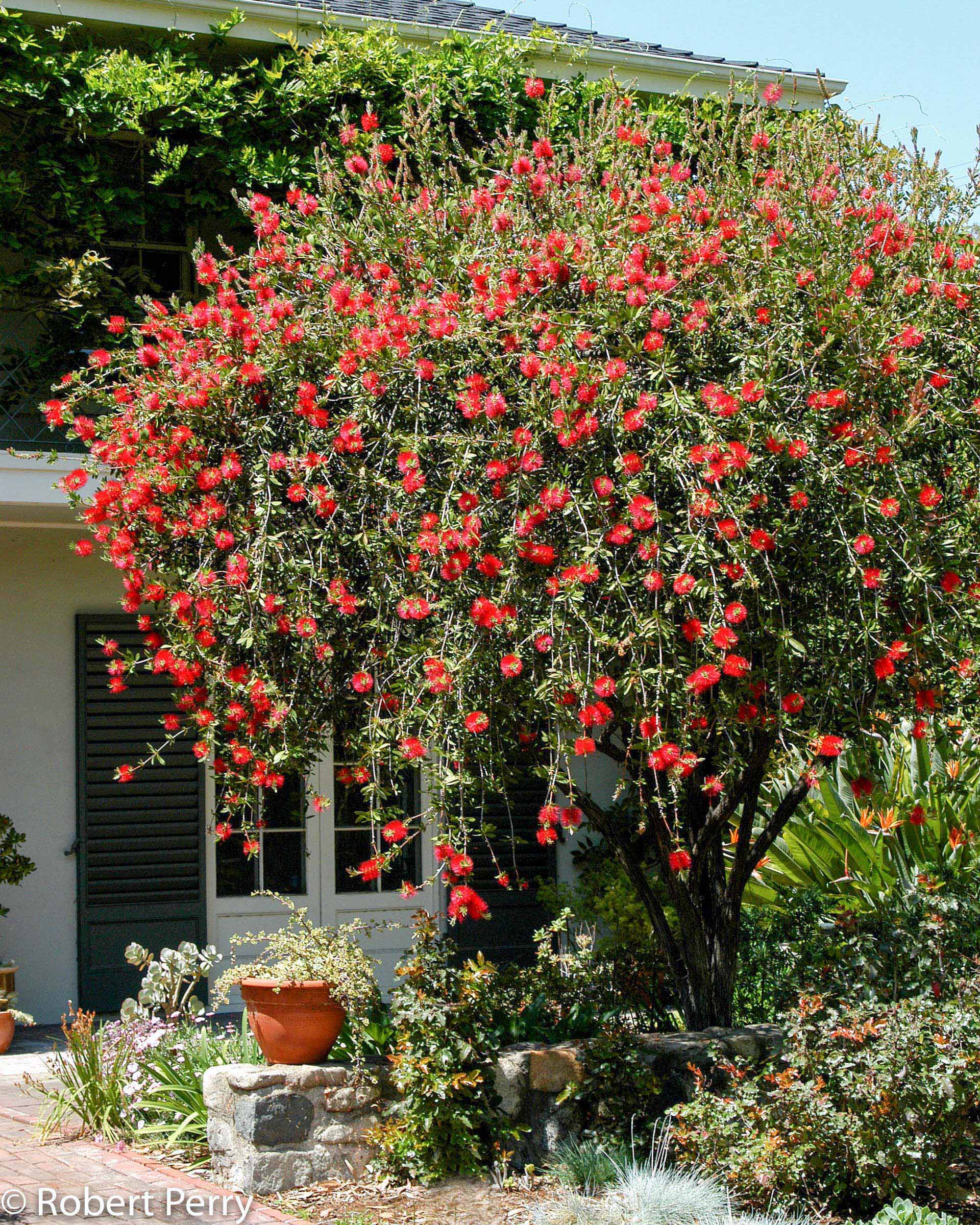 Bottlebrush Tree