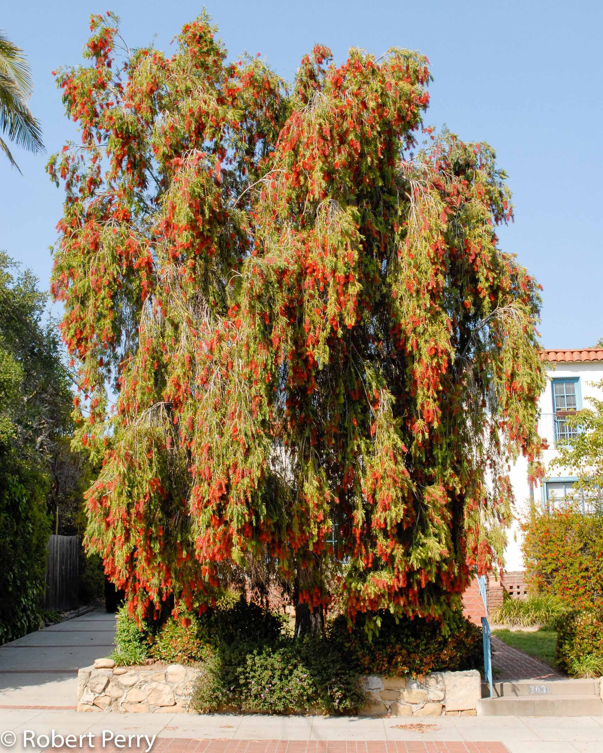 Stunning Shade Trees: Weeping Bottle Brush Tree