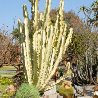 Candelabra tree - Waterwise Garden Planner