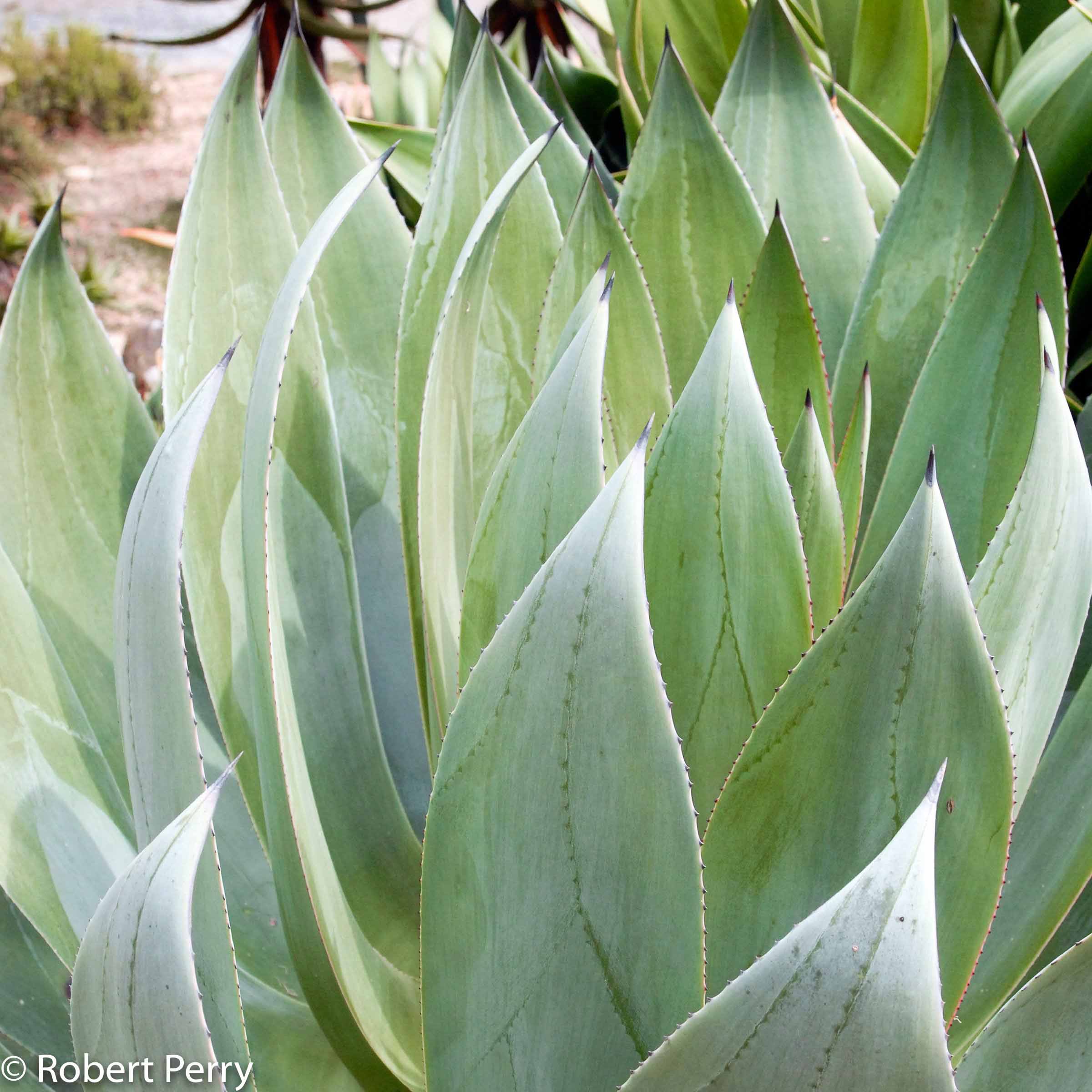 Blue Flame agave