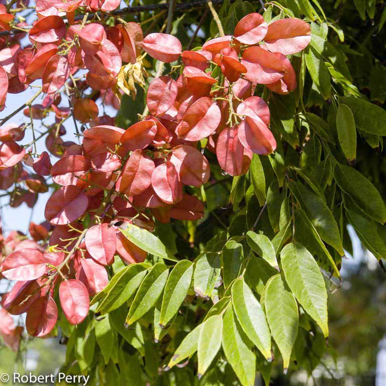 Chinese flame tree - Waterwise Garden Planner