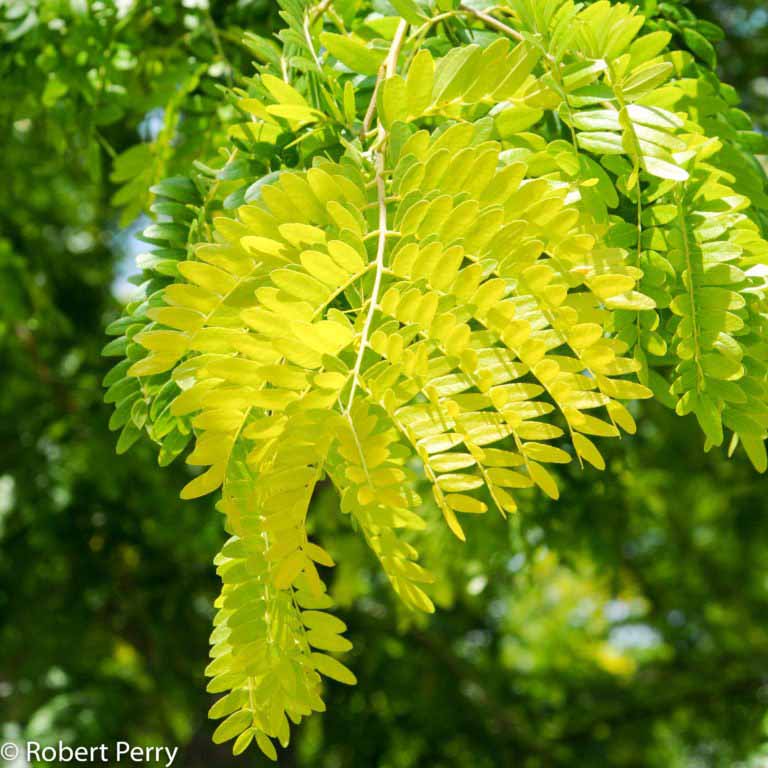 Sunburst thornless honey locust - Waterwise Garden Planner