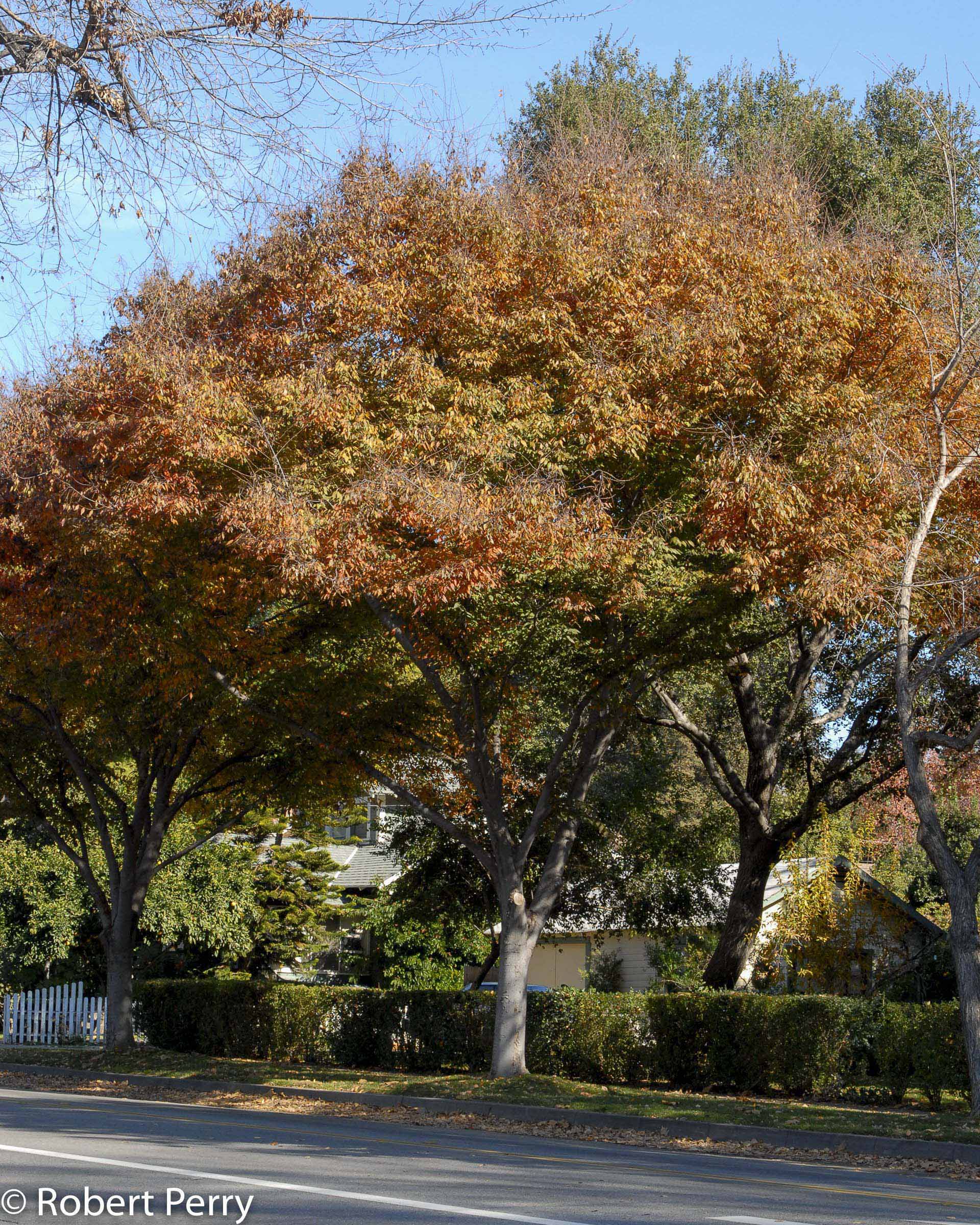 Zelkova