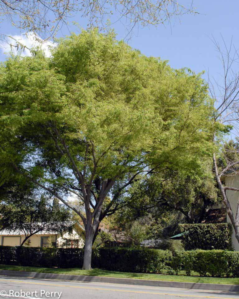 Sawleaf zelkova - Waterwise Garden Planner