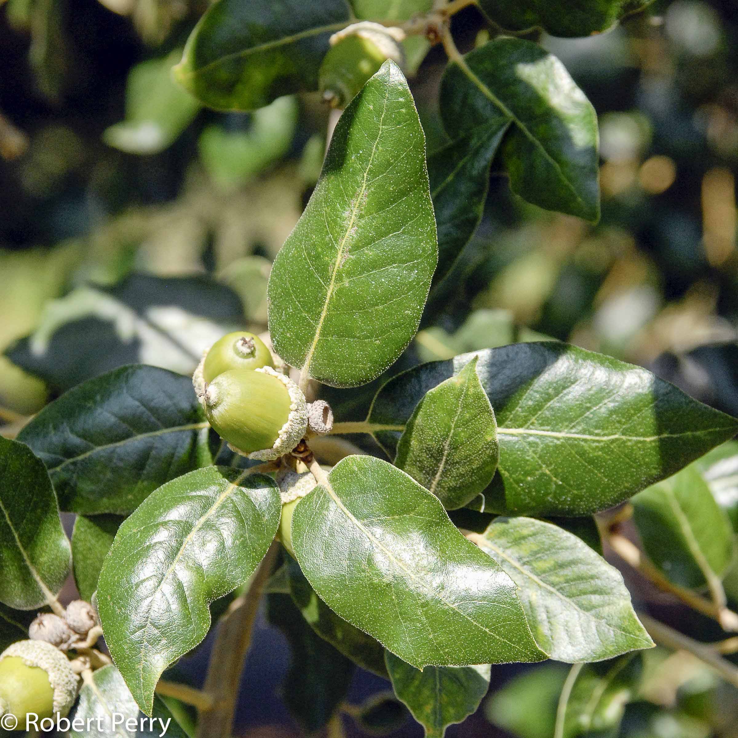 QUERCUS ILEX Gift Evergreen Holly Holm oak - 10 / 25 / 60 seeds 