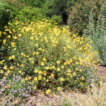 California Bush Sunflower + Cvs - Waterwise Garden Planner