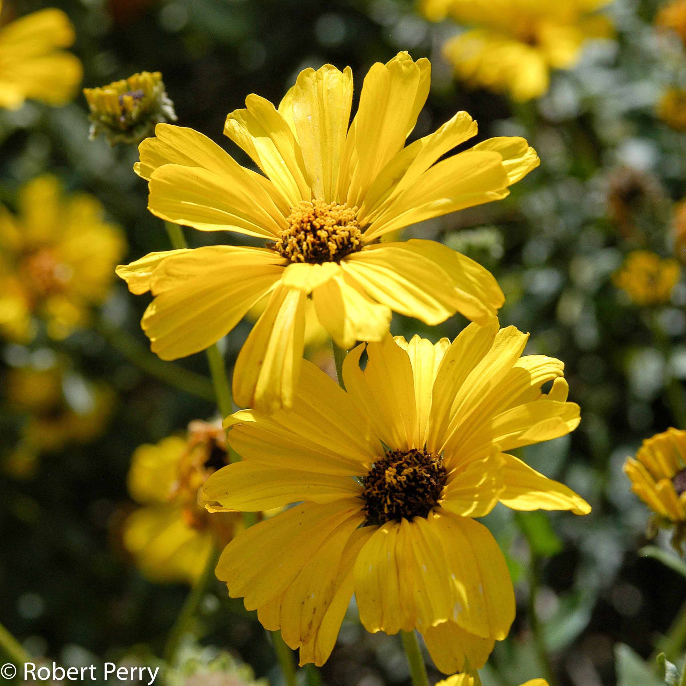 California bush sunflower + cvs