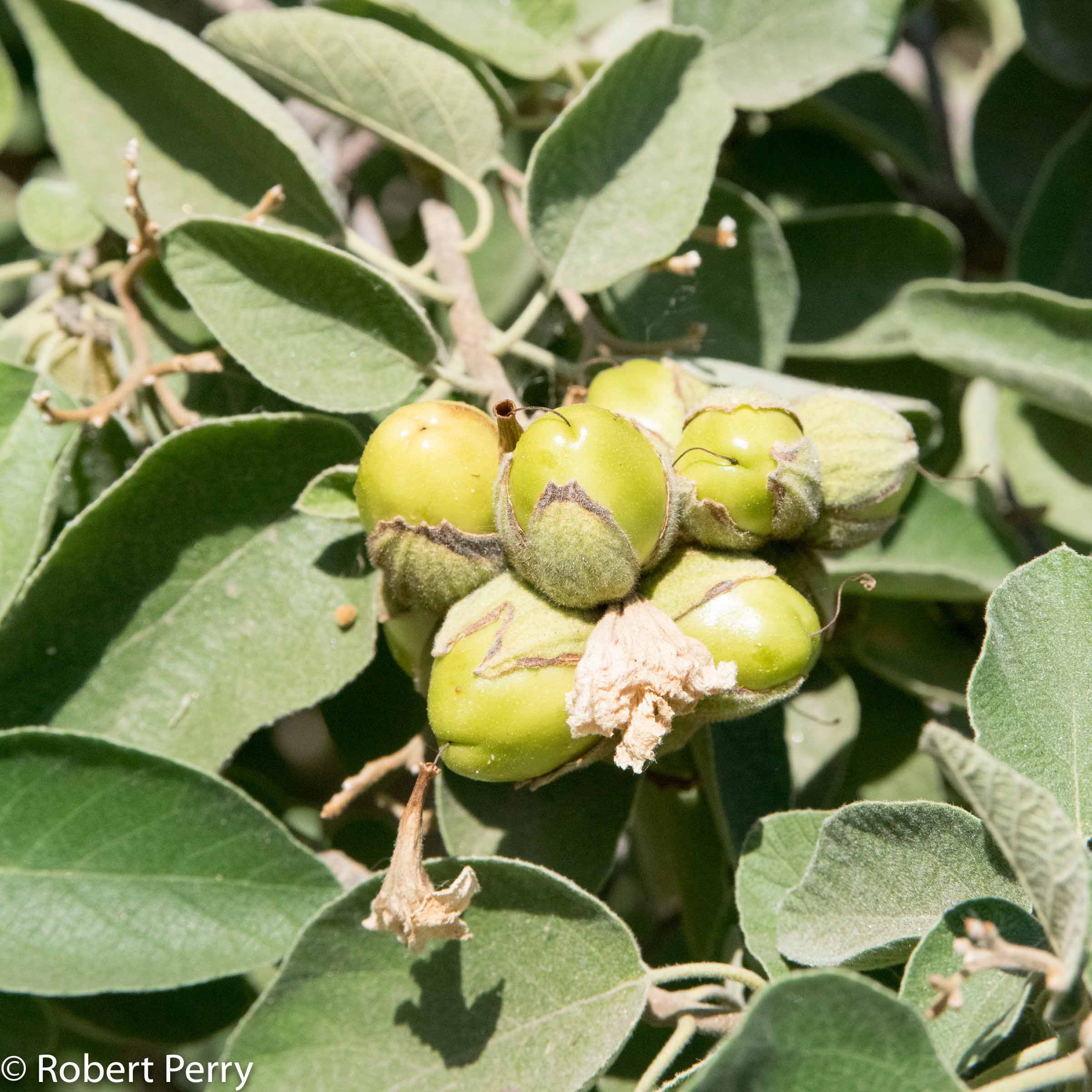 Wild olive, Anacahuita - Waterwise Garden Planner