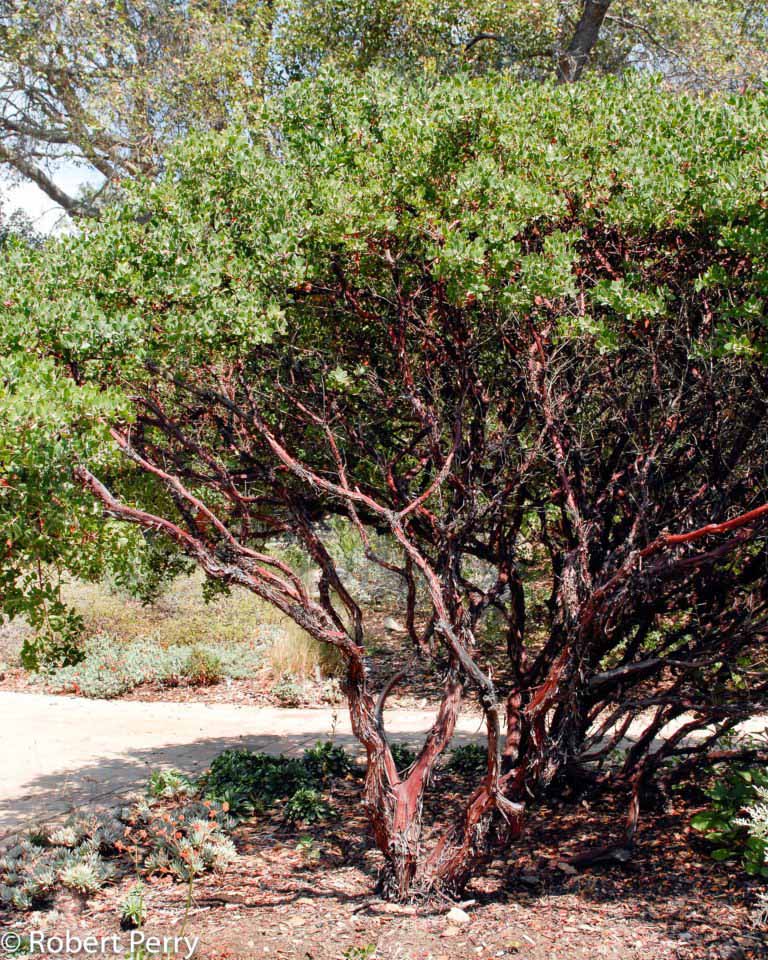 Sunset manzanita - Waterwise Garden Planner