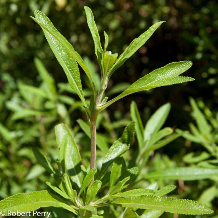 Black sage - Waterwise Garden Planner