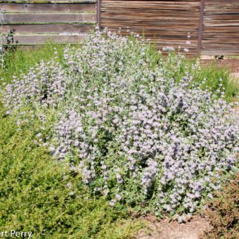 Point Sal Purple Sage - Waterwise Garden Planner