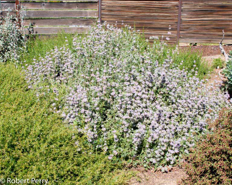 Point Sal Spreader purple sage - Waterwise Garden Planner