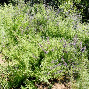 Santa Rosa Island sage - Waterwise Garden Planner