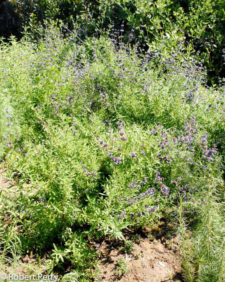 Santa Rosa Island sage - Waterwise Garden Planner