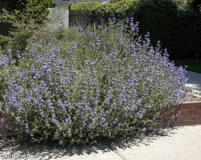 Allen Chickering sage - Waterwise Garden Planner