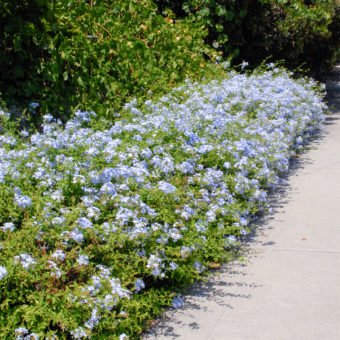 Cape plumbago - Waterwise Garden Planner