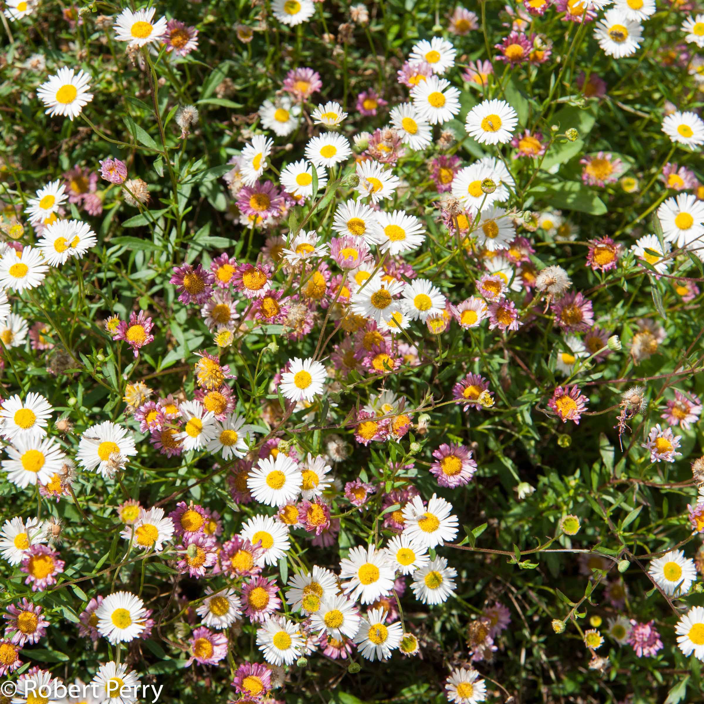 Image of Mexican Daisy ground cover flower