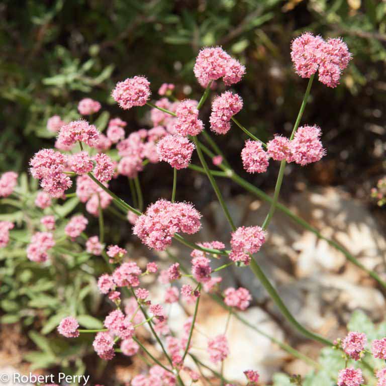 Red buckwheat Waterwise Garden Planner