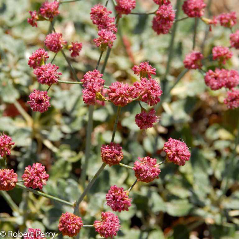 Red buckwheat Waterwise Garden Planner