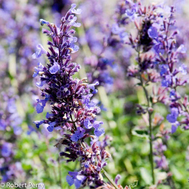 Catmint - Waterwise Garden Planner